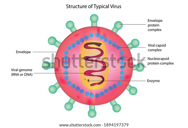 Biological Structure Typical Virus Virus Detailed Stock Vector (Royalty ...