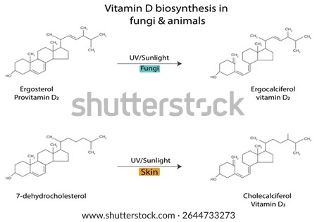Biological Synthesis of Essential Vitamin D: Visualizing the Photochemical Transformation of Ergosterol to Provitamin D2 and 7-Dehydrocholesterol to Vitamin D3, Critical for Human and Fungal Health