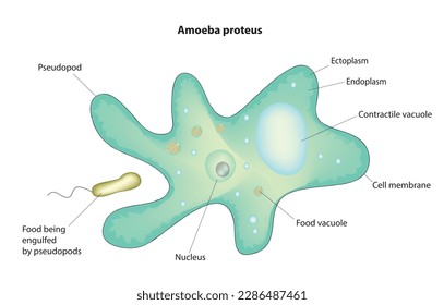 Biological vector of amoeba proteus diagram