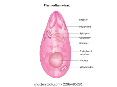 Biological vector anatomy of Plasmodium vivax protozoa 