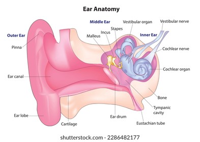 Vector biológico de la anatomía del oído