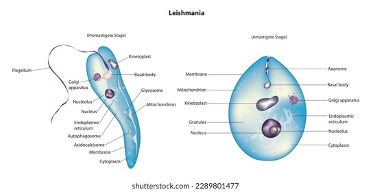 Biological vector of Leishmania Stages