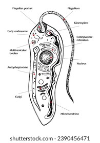 Biological vector of Leishmania Stages