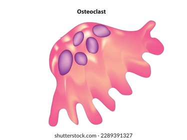 Vector biológico de la célula de Osteoclasto 