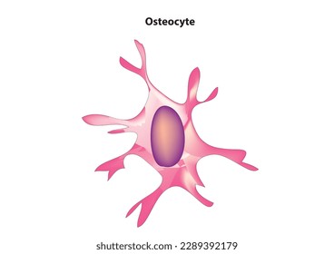 Biological vector of Osteocyte cell