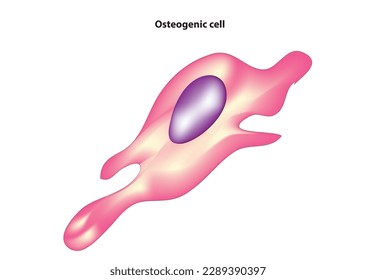 Vector biológico de la célula osteogénica