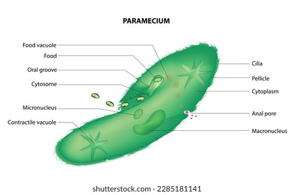 Vector biológico de la célula paramécica