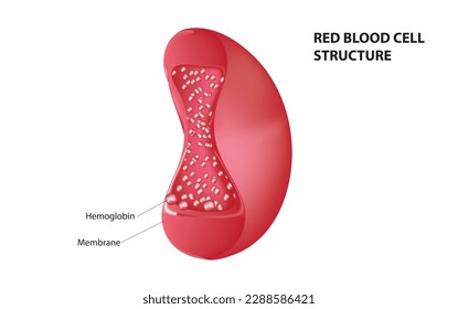 Vector biológico de la estructura de glóbulos rojos