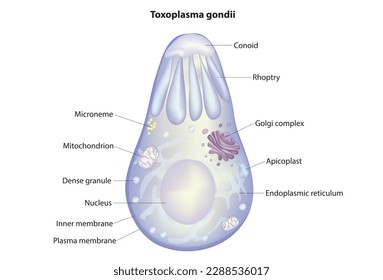 Biological vector of Toxoplasma gondii anatomy