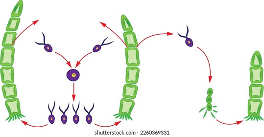 Biology algae. Schematic representation of algae reproduction. Mitosis and meiosis.