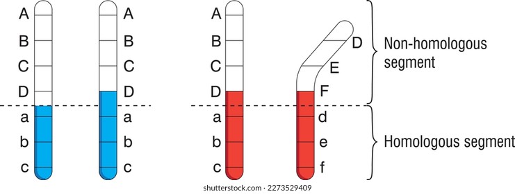 Biologische Allele. Homozygote, heterozygote, hemizygote. Individuelle Genome und Gene. Wissenschaft, Biologie. Homologisches und nicht-homologisches Segment.