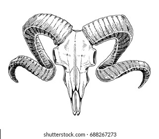 biology anatomy illustration  engraved hand drawn in old sketch   vintage style  skull skeleton silhouette  ram sheep   mutton  Animals and horns 