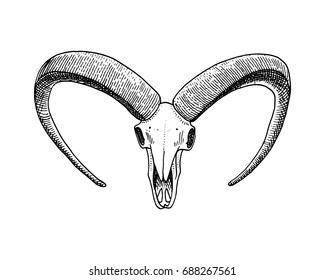 biology or anatomy illustration. engraved hand drawn in old sketch and vintage style. skull or skeleton silhouette. mountain goat. Animals with horns.