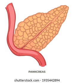 Aulas de biologia e anatomia, parte isolada do corpo humano. Pâncreas do sistema digestivo de organismos. Órgão gastrointestinal, pancreatite e estrutura digestiva. Vetor em estilo plano