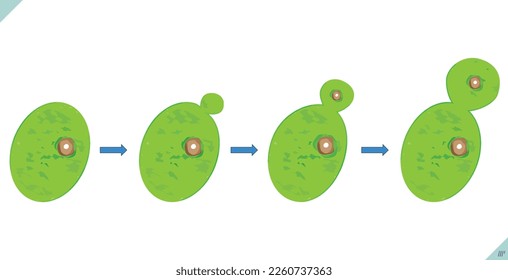 Biology. Brewer's yeast reproduction. Brewer's yeast budding. Biology cell division, prophase, metaphase, anaphase, telophase, cytokinesis.