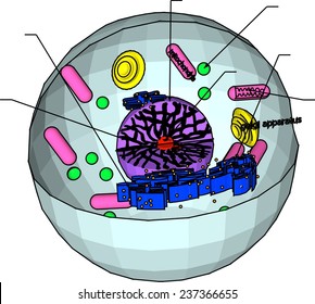 biology cell