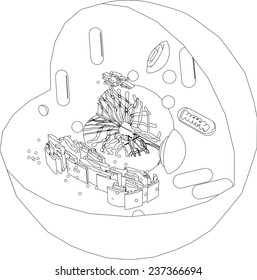 biology cell