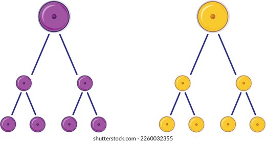 División celular y celular de la biología. Ejemplos de mitosis y meiosis. Diferencias entre Mitosis y Meiosis. Mitosis y Meiosis. Símbolos de colores. Ilustración vectorial. Biología