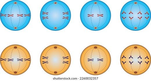 División celular y celular de la biología. Ejemplos de mitosis y meiosis. Diferencias entre Mitosis y Meiosis. Mitosis y Meiosis. Símbolos de colores. Ilustración vectorial. Biología