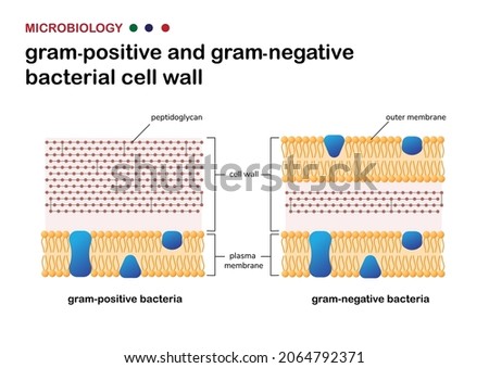 Biology diagram present the comparison of cell wall between gram-positive and gram-negative bacteria