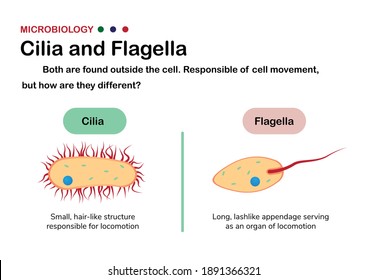 2,806 Flagella Images, Stock Photos & Vectors | Shutterstock