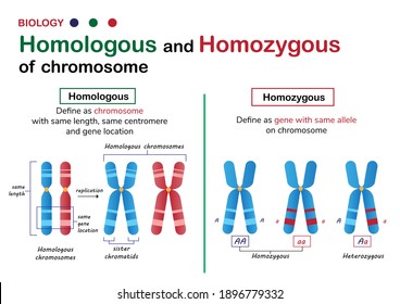 Biology diagram present different of homologous and homozygous chromosome in a living organism