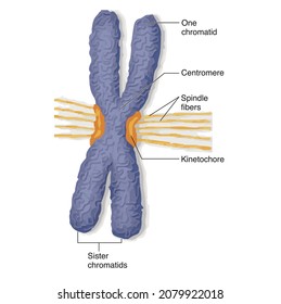 Biology diagram present different of homologous and homozygous chromosome in a living organism