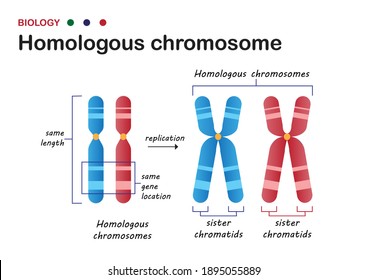 Biology diagram present structure of homologous chromosome in living organism