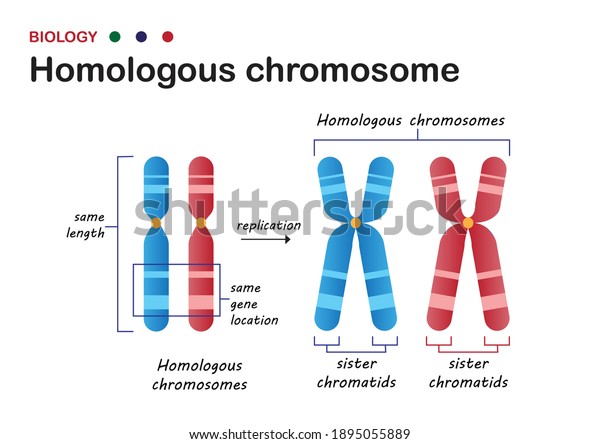 Biology diagram present structure of homologous\
chromosome in living\
organism