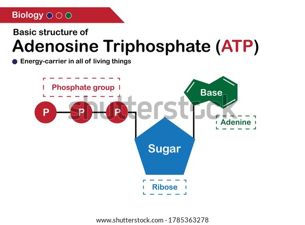 Biology diagram show basic structure of adenosine\
triphosphate (ATP)