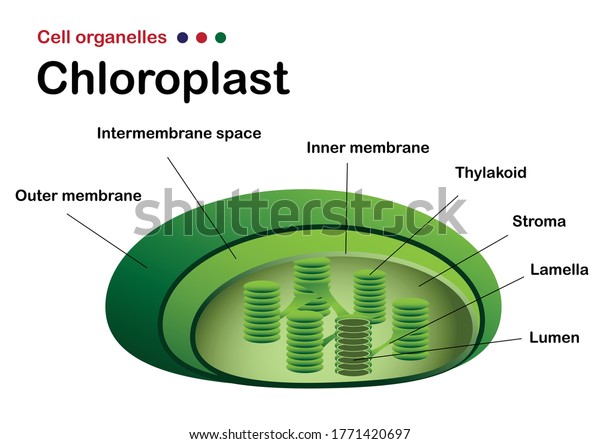 Biology Diagram Show Chloroplast Structure Stock Vector (Royalty Free ...