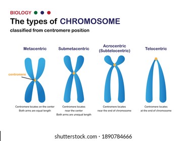 Biology diagram show classification of chromosome base on position of centromere