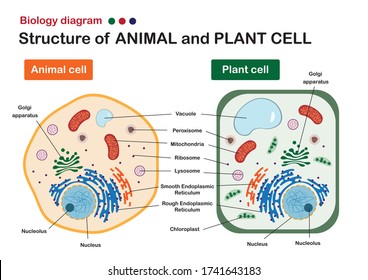 Biology Diagram Show Comparison Of Animal And Plant Cell For Study And Presentation 