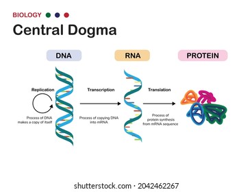 Biology Diagram Show Concept Of Central Dogma For RNA Transcription And Protein Translation In Cell