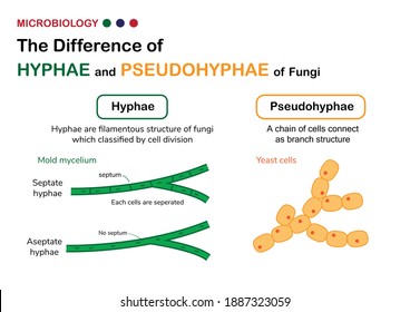 Biology Diagram Show Difference Of True Hyphae (hypha) In Fungi Mold With Pseudohyphae In Yeast