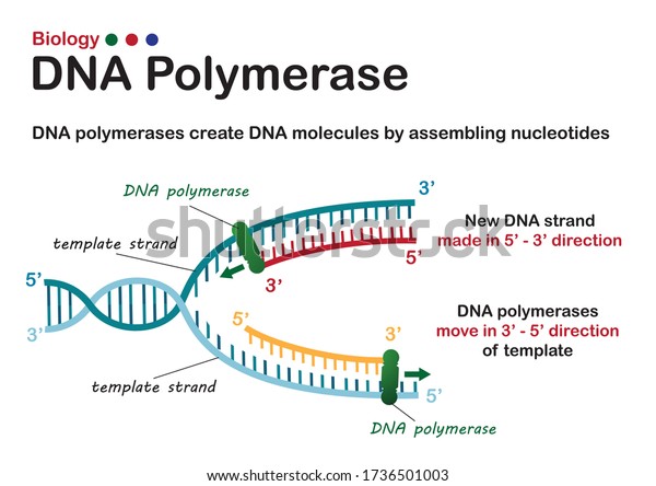 Biology Diagram Show Dna Polymerase Enzyme Stock Vector (Royalty Free ...