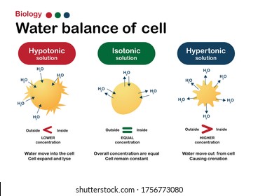 Biology diagram show effect of isotonic, hypertonic and hypotonic solution in water balance of living cell
