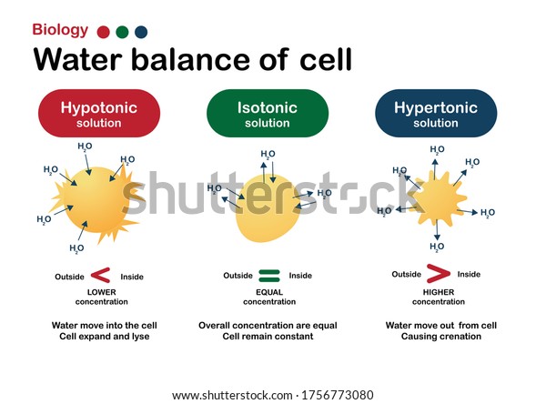 Biology diagram show\
effect of isotonic, hypertonic and hypotonic solution in water\
balance of living cell