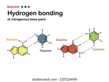 Biology Diagram Show Hydrogen Bond Of DNA Nitrogenous Base Pair