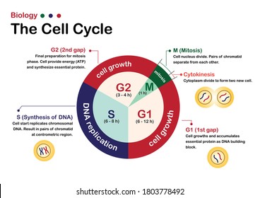 Biology Diagram Show Infographic Of Cell Cycle. The Growth, DNA Replication And Mitosis Phase Of Cell And Chromosome In Nucleus. 