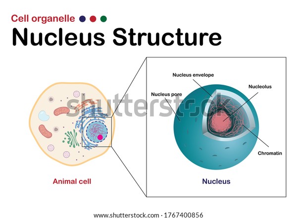Biology diagram show\
infographic of nucleus, one of cell organelle with\
chromotin/chromosome\
inside