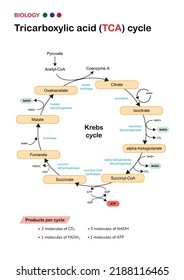 Biology diagram show pathway of citric acid or Krebs or TCA cycle in aerobic respiratory system for generate cellular ATP energy   