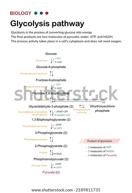 Biology\
diagram show pathway of glycolysis for break down glucose into\
pyruvate and generate energy as ATP in\
cell