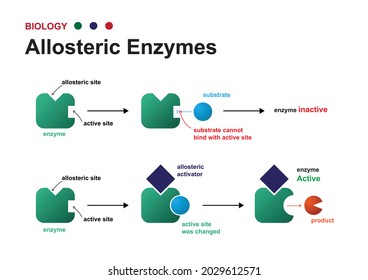 biology diagram show regulation of allosteric enzyme system