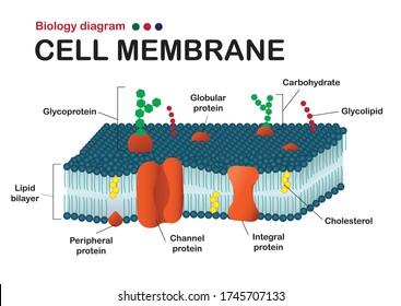 Biology diagram show structure of cell membrane (plasma or cytoplasmic membrane). 