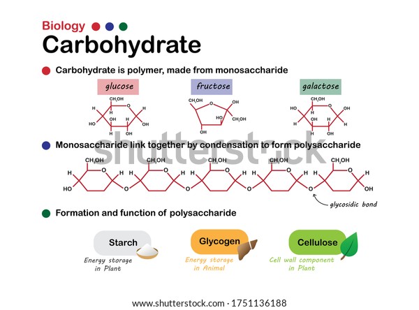 Biology diagram show structure and formation\
of carbohydrate, made from sugar, monosaccharide and function of\
starch, glycogen and\
cellulose.