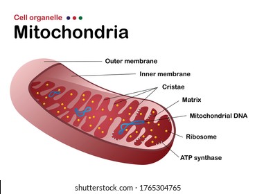 Biology Diagram Show Structure Mitochondria One Stock Vector (Royalty ...