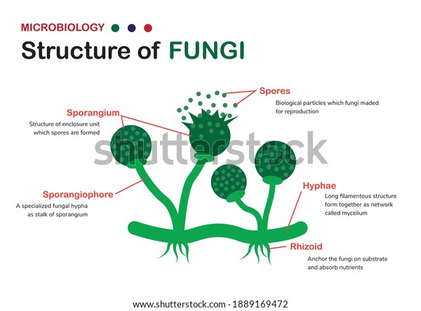 Biology diagram shows the basic structure of fungi\
(mold, bread mold)