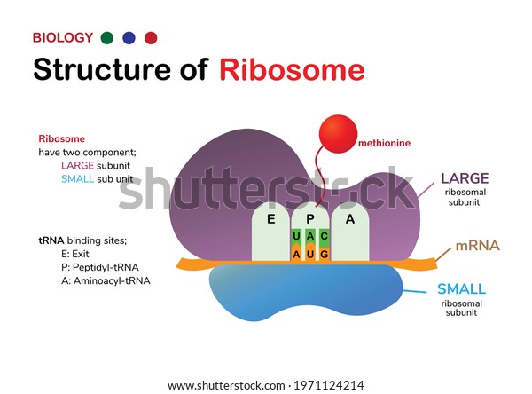 Biology diagram: Structure of\
Ribosome shows large and small subunit with start codon and amino\
acid