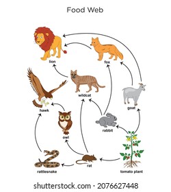 Biology Education Chart for Food Web Diagram. vector illustration